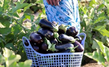 برداشت بادمجان در رودان آغاز شد