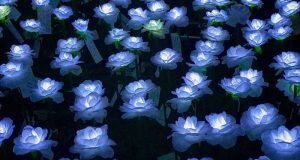 عکس | این عکس ها در شب با آیفون گرفته شدهاست؛ چگونه در شب بهترین عکسها را با آیفون بگیریم؟