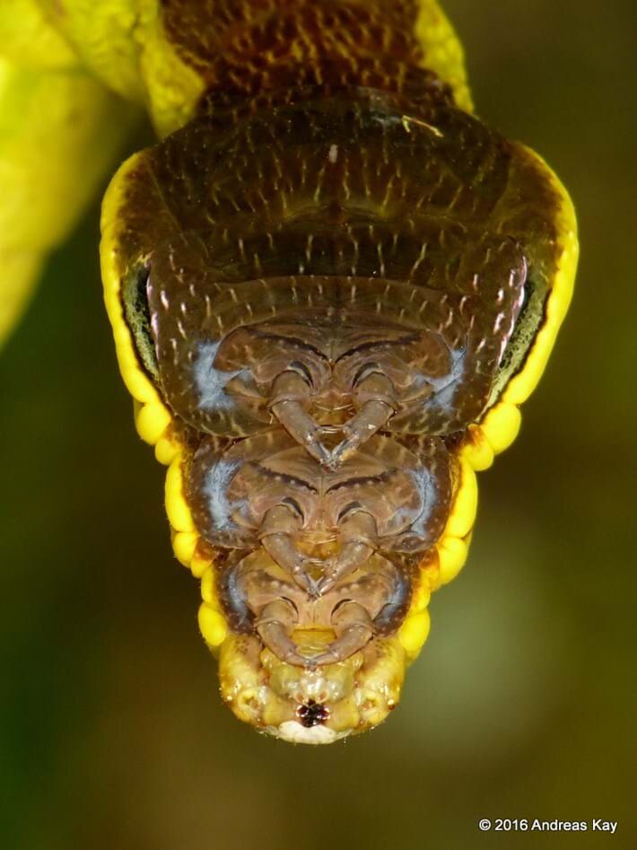 عکس | این کرم بیآزار در آنی تبدیل به مار افعی میشود!