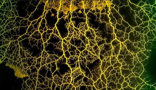 هوش عجیب این موجود بیمغز شگفتزدهتان میکند