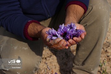 برداشت طلای سرخ در خراسان‌شمالی