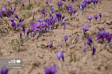 برداشت طلای سرخ در خراسان‌شمالی