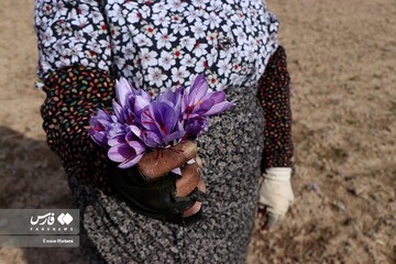 برداشت طلای سرخ در خراسان‌شمالی