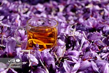 برداشت طلای سرخ در خراسان‌شمالی