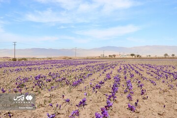 برداشت طلای سرخ در خراسان‌شمالی