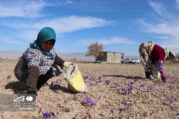 برداشت طلای سرخ در خراسان‌شمالی