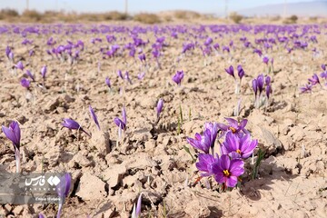 برداشت طلای سرخ در خراسان‌شمالی