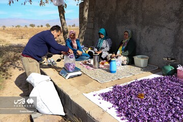 برداشت طلای سرخ در خراسان‌شمالی