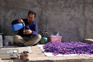 برداشت طلای سرخ در خراسان‌شمالی
