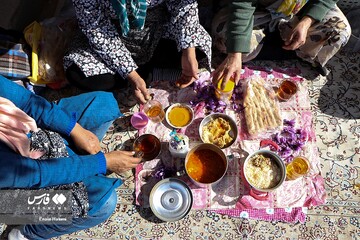 برداشت طلای سرخ در خراسان‌شمالی