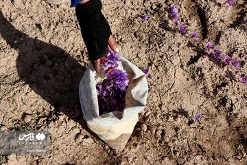 برداشت طلای سرخ در خراسان‌شمالی