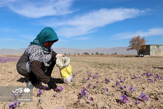 برداشت طلای سرخ در خراسان‌شمالی