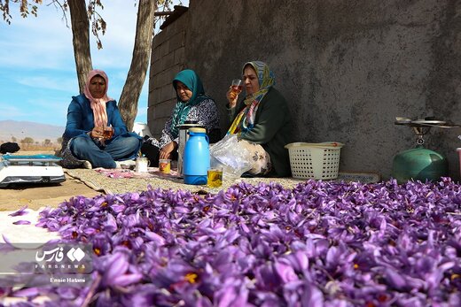 برداشت طلای سرخ در خراسان‌شمالی