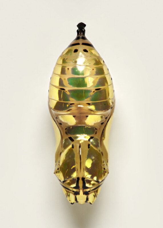 عکس | حشراتی که شبیه جواهرات گرانبها هستند