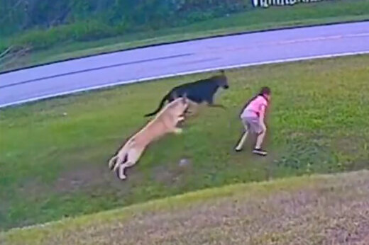 ببینید | لحظه حمله وحشیانه یک سگ به دختر بچه و دفاع سگ مدافع