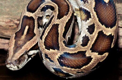 فیلم | دانشمندان یک تمساح کامل را از معده یک مار پیتون بیرون آوردند  فیلم | دانشمندان یک تمساح کامل را از معده یک مار پیتون بیرون آوردند