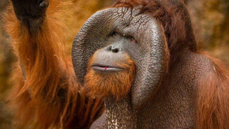 عکس | هوش این حیوان با یک کودک سهساله برابری میکند!