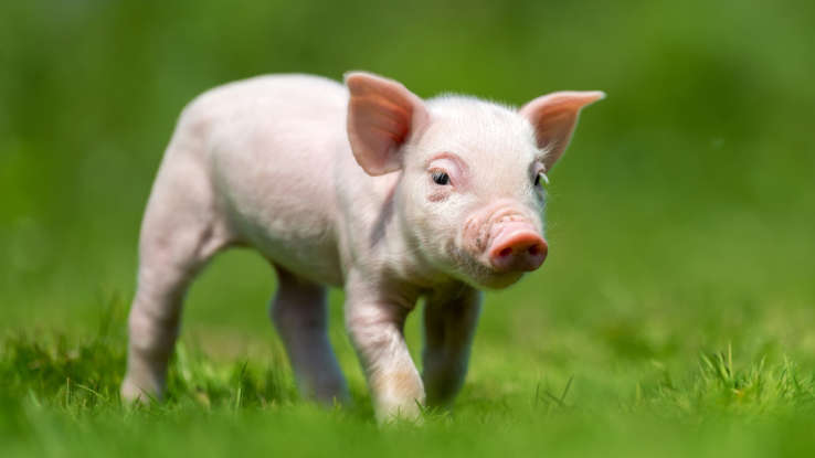 عکس | هوش این حیوان با یک کودک سهساله برابری میکند!