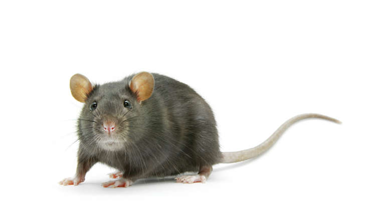 عکس | هوش این حیوان با یک کودک سهساله برابری میکند!