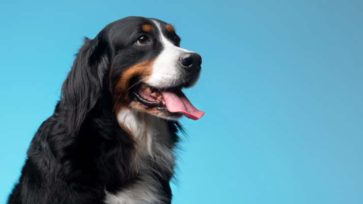 عکس | هوش این حیوان با یک کودک سهساله برابری میکند!