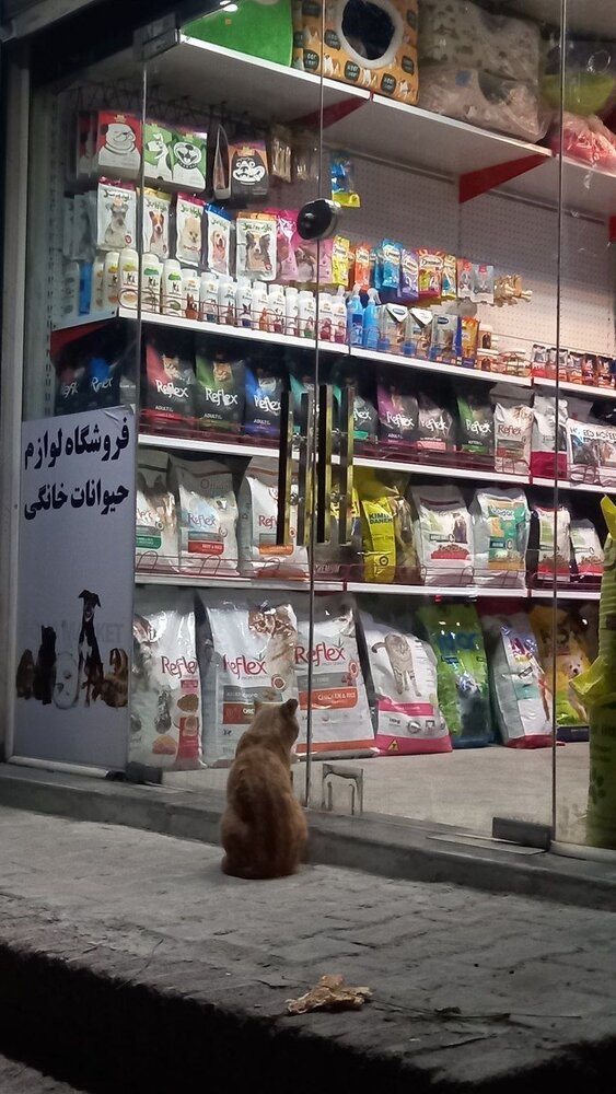 عکس | نگاه تلخ و حسرت بار یک گربه به غذای حیوانات از پشت شیشه مغازه