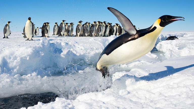 پشت رفتار عجیب پنگوئن‌های نیوزلند چه رازی نهفته‌است؟