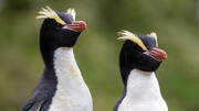 پشت رفتار عجیب پنگوئن‌های نیوزلند چه رازی نهفته‌است؟