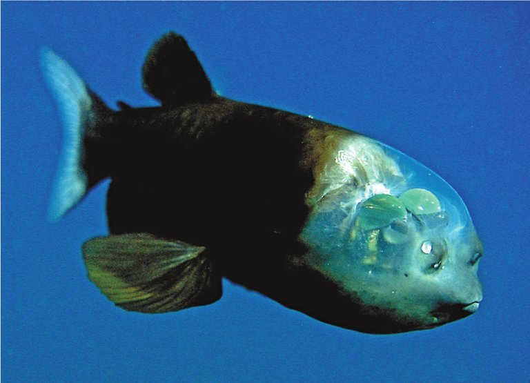 عکس | ماهی کله شیشه‌ای؛ ظاهر این حیوانات شگفت زده‌تان می‌کند!