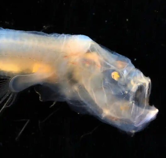 عکس | تصاویر وحشتناک و خیره‌کننده از جانوران دریایی که در اعماق اقیانوس ساکن‌اند!