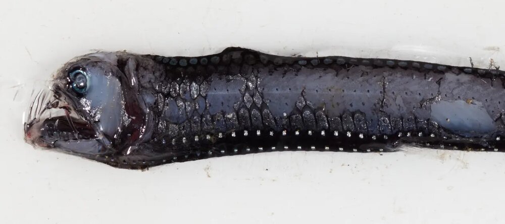 عکس | تصاویر وحشتناک و خیرهکننده از جانوران دریایی که در اعماق اقیانوس ساکناند!