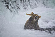 قاب‌های خنده‌دار حیات وحش؛ از سیلی یک ماهی به خرس تا تصاحب بساط پیک‌نیک توسط شترمرغ شاخدار!/ تصاویر