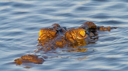 عکس | بدشانس ترین دایناسور دنیا طعمه این تمساح شد! عکس | بدشانس ترین دایناسور دنیا طعمه این تمساح شد!