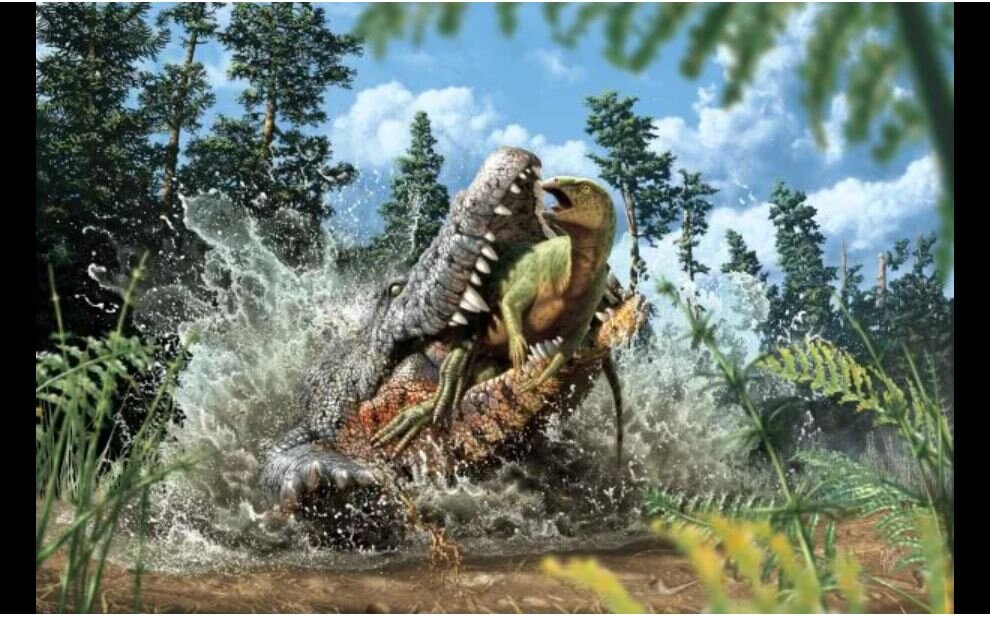 عکس | شکار عجیبی که شکم تمساح قاتل پیدا شد