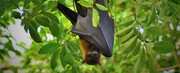 عکس | گزارش ترسناک از خطر خفاش‌های در کمین انسان!