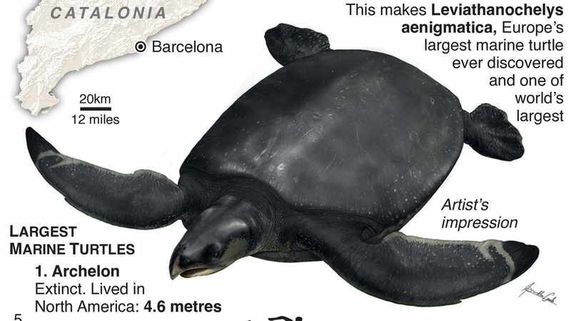 لاک‌پشت غول‌پیکر که اندازه یک ماشین سواری است