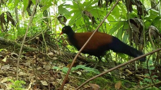 عکس | حیوانی که تصویربرداری از آن دانشمندان را با دزدان دریایی و شکارچیان درگیر کرد!