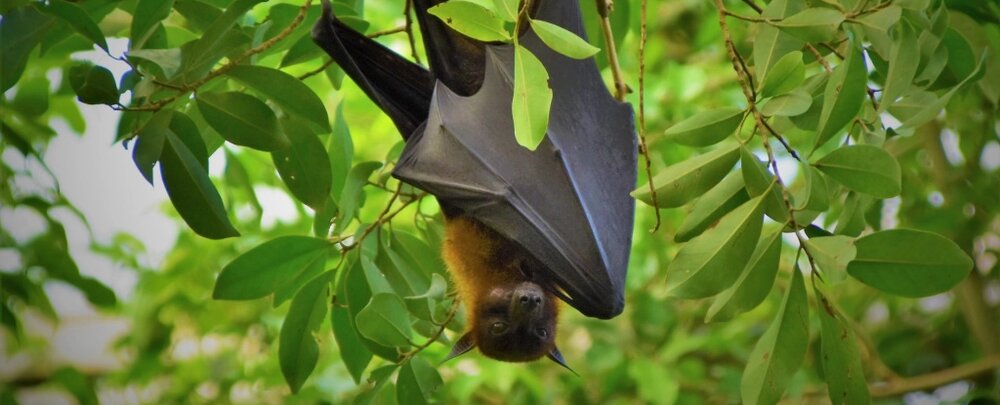 عکس | خفاش‌ها و انسان‌ها از همیشه به هم نزدیک‌تر؛ خطری که بیخ گوش انسان است