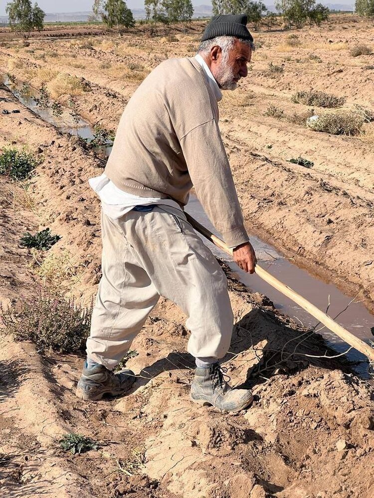 عکس | تصویری جالب از وزیر سابق کشاورزی؛ حجتی در حال کشاورزی