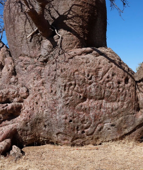 عکس | کنده‌کاری‌های عجیب بر روی این درخت باستانی تاریخ گمشده یک نسل را نشان می‌دهد!