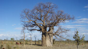 عکس | کنده‌کاری‌های عجیب بر روی این درخت باستانی تاریخ گمشده یک نسل را نشان می‌دهد!