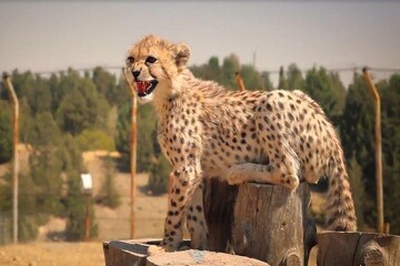 تصاویر | دلربایی تماشایی پیروز در هوای سرد تهران