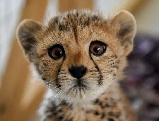 «پیروز» بیشتر از هر چیز یک اینفلوئنسر موفق است/ اگر جفتی شبیه خودش پیدا کنیم، شاید جفتگیری کند