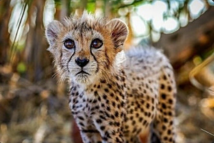 «پیروز» بیشتر از هر چیز یک اینفلوئنسر موفق است/ اگر جفتی شبیه خودش پیدا کنیم، شاید جفتگیری کند