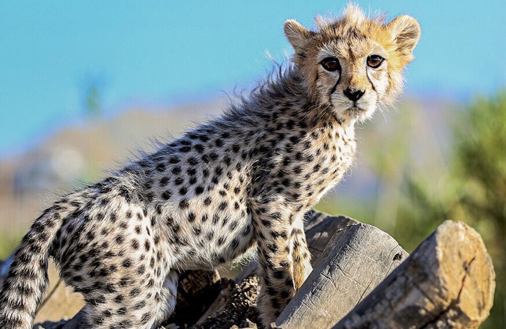 «پیروز» بیشتر از هر چیز یک اینفلوئنسر موفق است/ اگر جفتی شبیه خودش پیدا کنیم، شاید جفتگیری کند