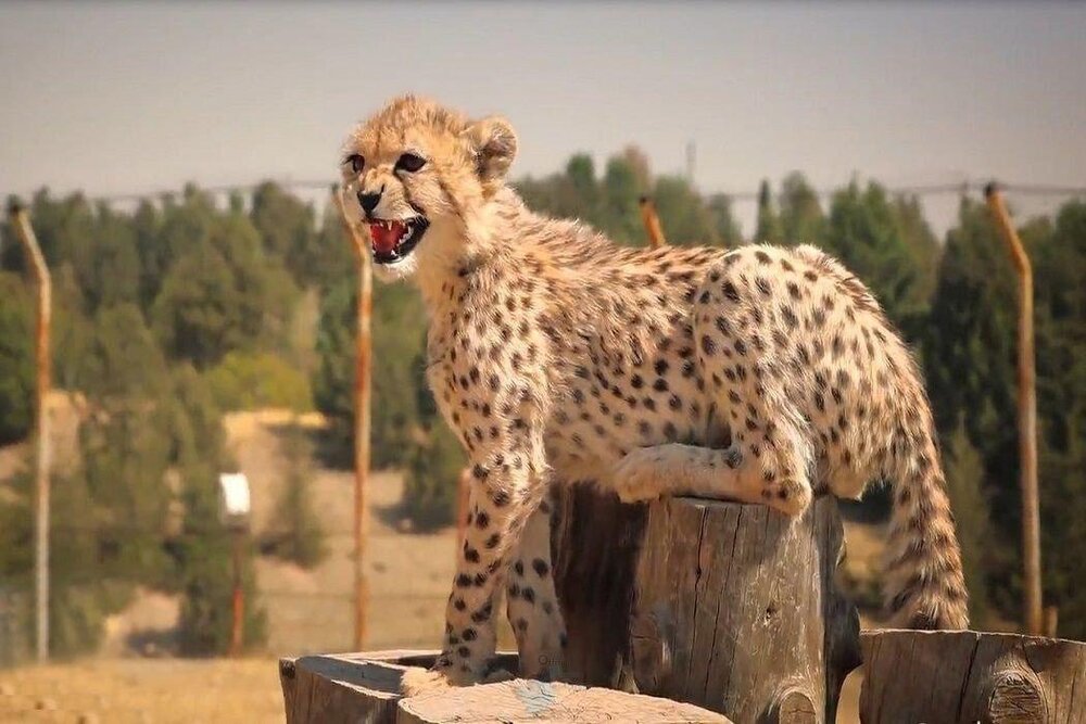 «پیروز» بیشتر از هر چیز یک اینفلوئنسر موفق است/ اگر جفتی شبیه خودش پیدا کنیم، شاید جفتگیری کند