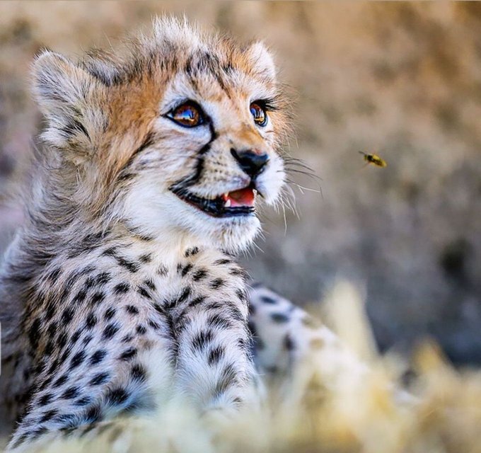 «پیروز» بیشتر از هر چیز یک اینفلوئنسر موفق است/ اگر جفتی شبیه خودش پیدا کنیم، شاید جفتگیری کند