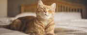 راز برقراری ارتباط با گربه‌ها برملا شد | تنها یک لبخند ملیح لازم است!