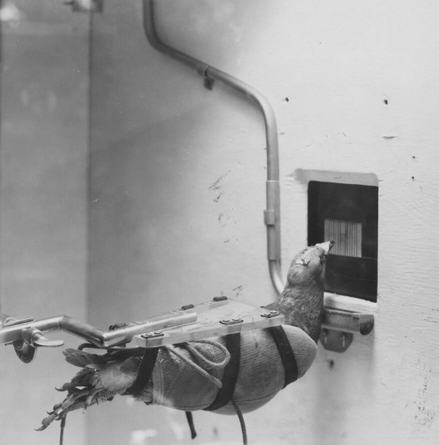 عکس | کبوترها هدایتگر بمبها در جنگ جهانی دوم بودند؟