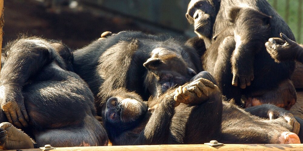 عکس | شباهت عجیب این رفتار جمعی شامپانزه ها با انسان !