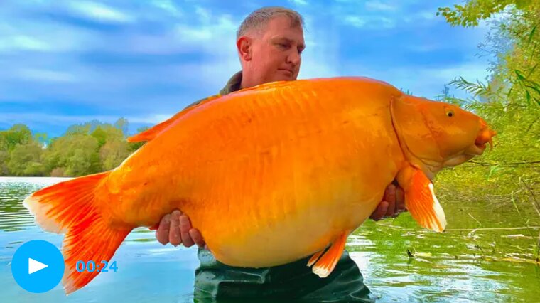 بزرگترین ماهی گلی دنیا در تور ماهی‌گیرافتاد!